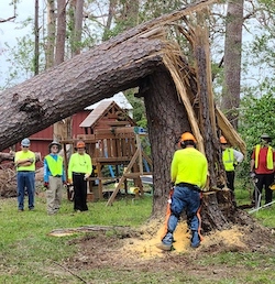 workers removing a tree