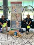 Comfort dogs and handlers